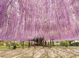 Tochigi Prefecture: The Great Wisteria at Ashikaga Flower Park