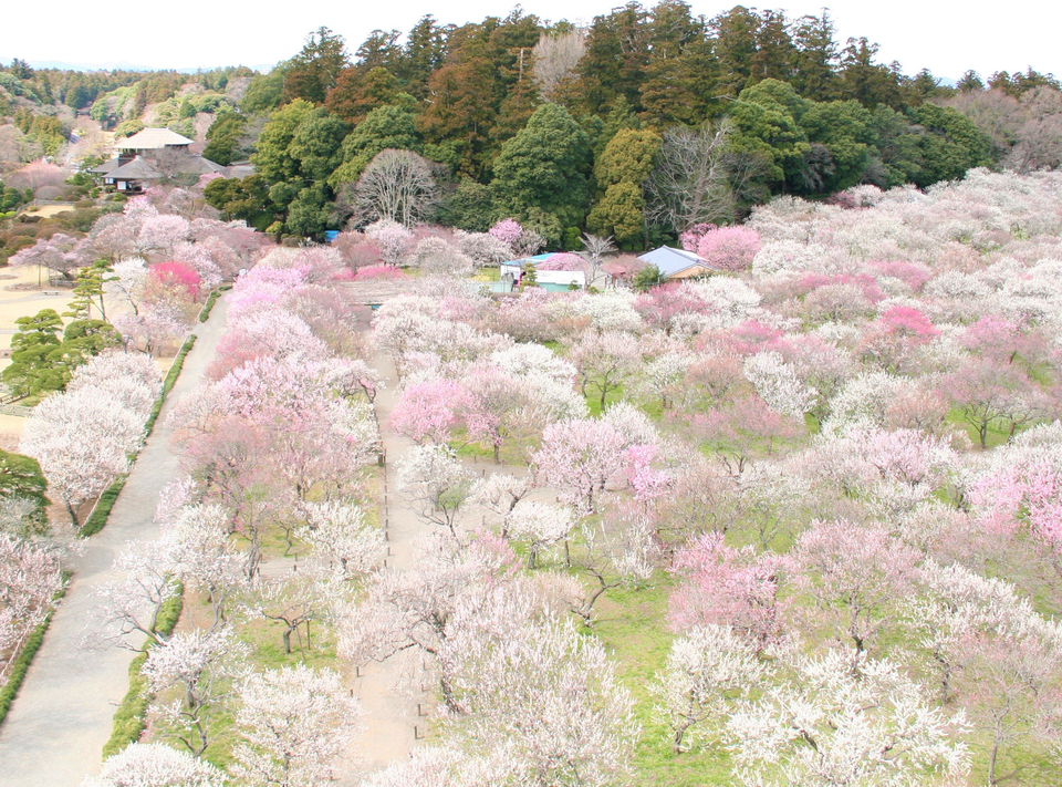 Discover Beautiful Gardens and Master Craftsmanship in Tokyo and Ibaraki: A Cultural Journey Exploring Japanese Aesthetics!
